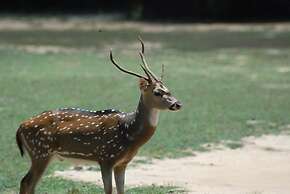 L.L.Tourist Inn & Safari jeeps