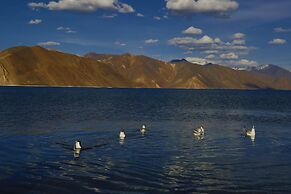 The Driftwood Ladakh