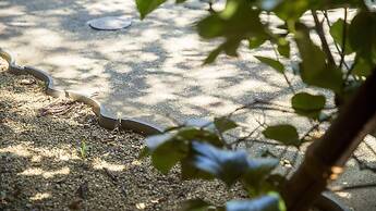 Takachiho Hanareno-yado Kamigakure