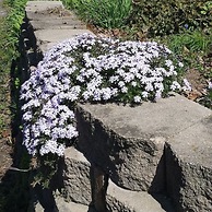 Red Cardinal Bed and Breakfast