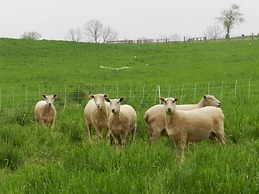 Red Cardinal Bed and Breakfast