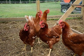 Red Cardinal Bed and Breakfast