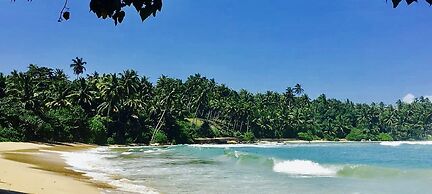 Turtle Paradise