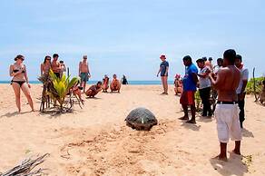 Turtle Paradise