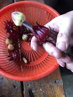 Fairy Story Ecological Farm B&B