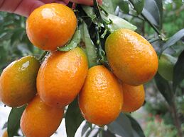 Fairy Story Ecological Farm B&B