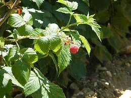 Fattoria Antica Forconia