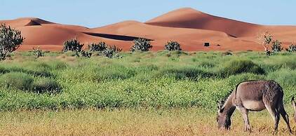 Erg Chegaga Desert Camp