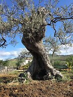 Dea Degli Ulivi House