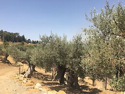 Dea Degli Ulivi House