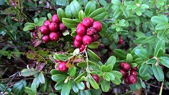 Möhkön Rajakartano