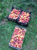 Agriturismo Isorella