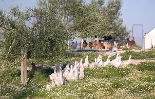 Agriturismo Le Bucoliche