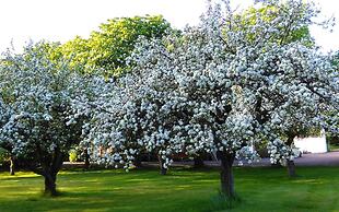 Minnesberg Bed & Breakfast