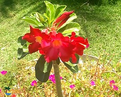 Pousada Sunrise Beach