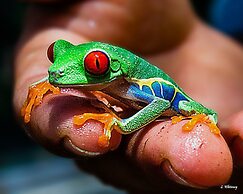 Jaco Premiun Tower Condo 7th Floor