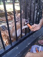 Gio Guesthouse Bogor