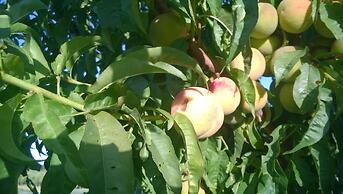 Chacra La Calandria B&B