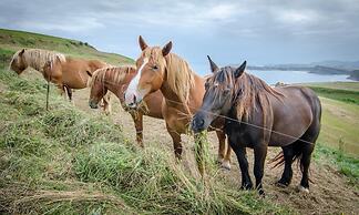 Posada Punta Ballota