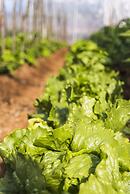 Yenice Vadi Dogal Yasam Koyu