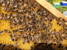 Milatos Village Cretan Agrotourism Hotel