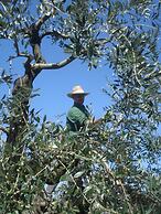 Podere delle Fanciulle