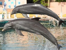 Baru Puerto Aventuras