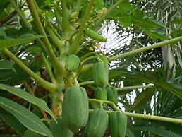 Baan Suan Palm Resort