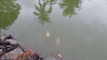 Lakeside Hybrid Villa