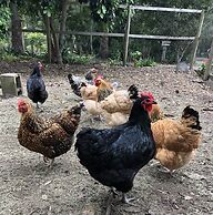 Mansfield on the Manning