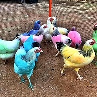 The Royal Carrangarra Hotel