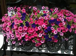 Mountain View Guesthouse