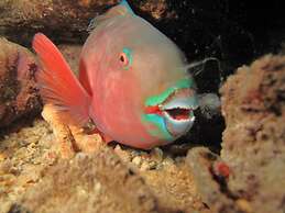 Annama Lodge And Dive