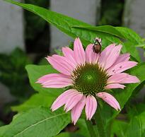 Family Farmhouse Inn