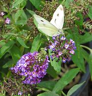 Family Farmhouse Inn