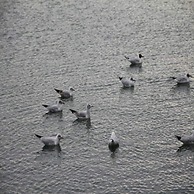 Arena Suites Hannover