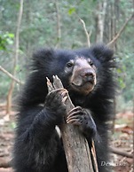 Yala Waves Beach Resort