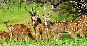 Yala Waves Beach Resort