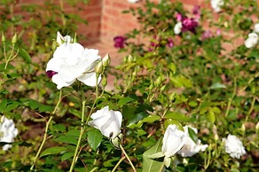 Village Lodge Harrismith