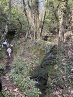 Foresta in Medias Mores