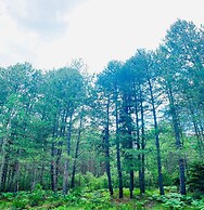 Foresta in Medias Mores