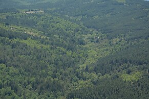 Foresta in Medias Mores