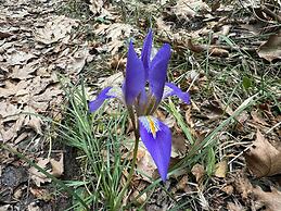 Foresta in Medias Mores