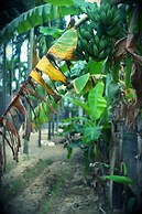 Home Farm Villa Hoi An