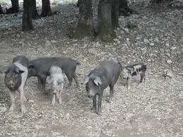 Agriturismo Camisadu