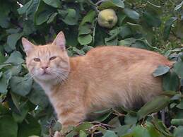 Agriturismo Camisadu