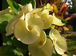 Seasons Hotels And Resort- Ngapali