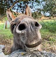 Agriturismo Lu Branu