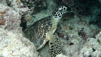 Yacht Fascination Maldives