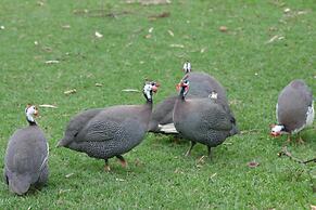 Hotel Fazenda Menino da Porteira